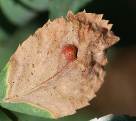 Rose Blister Gall Wasp galls (Diplolepis rosaefolii)