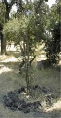 Oak Tree sapling