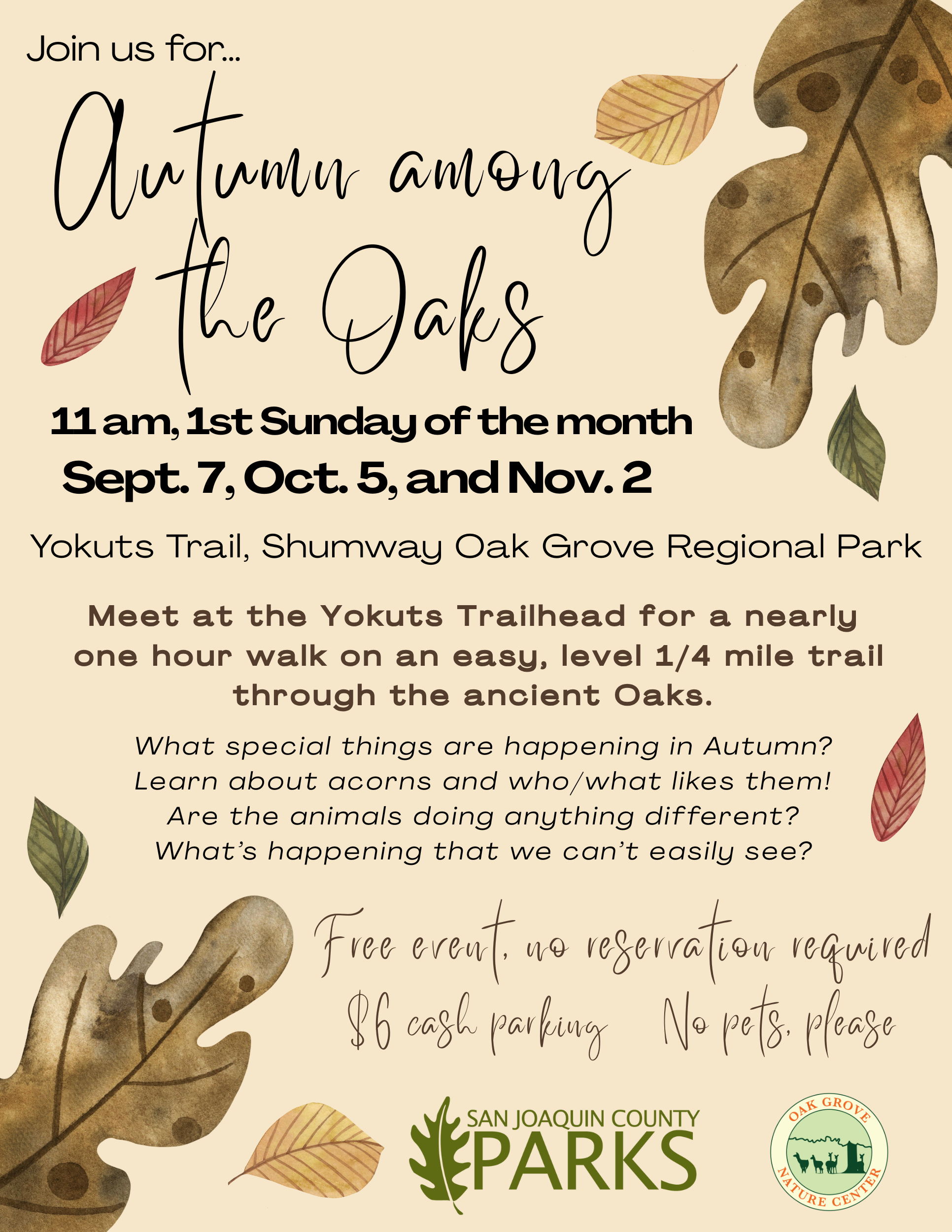 Autumn among oaks