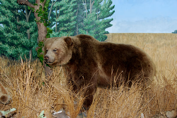 The Nature Center Bear